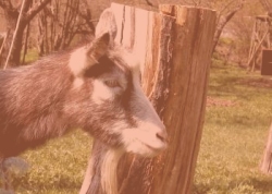 Goat of the Männiku farm
