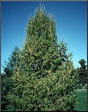 Siperianlehtikuusi (Larix russica)