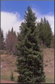 Engelmanninkuusi (Picea engelmannii)