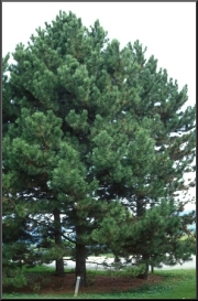 Mustamnty (Pinus nigra)