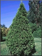 Kanadantuija (Thuja occidentalis)